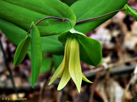 {Uvularia perfoliata}